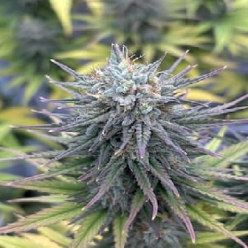 Insane OG > Barneys Farm